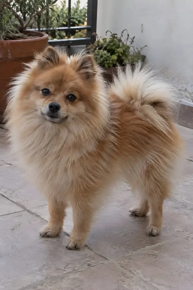 Spitz tedesco